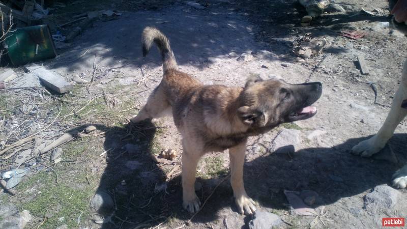 Kangal, Köpek  Arap fotoğrafı