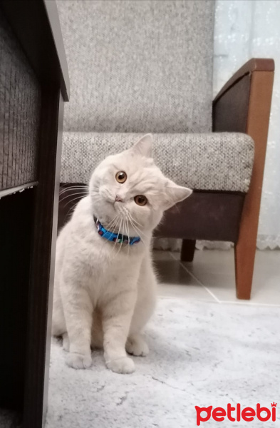 British Shorthair, Kedi  Balım fotoğrafı