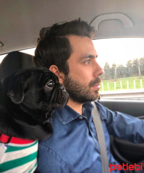 Pug, Köpek  Pablo fotoğrafı