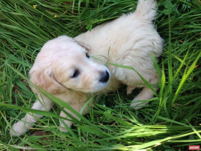 Golden Retriever, Köpek  Ceviz fotoğrafı