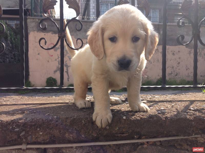 Golden Retriever, Köpek  Ceviz fotoğrafı