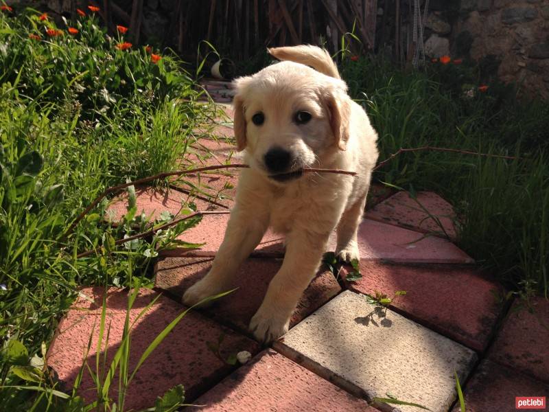 Golden Retriever, Köpek  Ceviz fotoğrafı