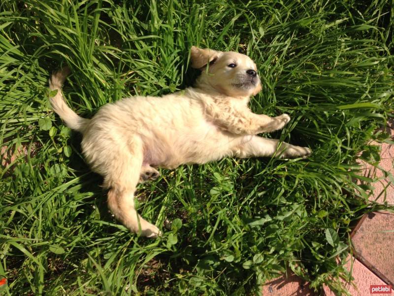 Golden Retriever, Köpek  Ceviz fotoğrafı