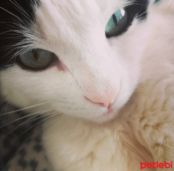 Tuxedo (Smokin) Kedi, Kedi  Ada fotoğrafı