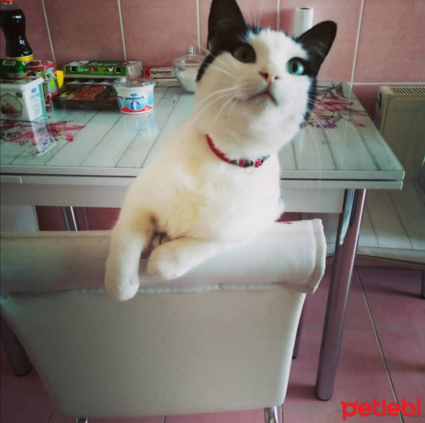 Tuxedo (Smokin) Kedi, Kedi  Ada fotoğrafı