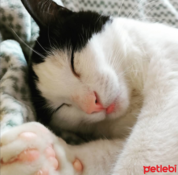 Tuxedo (Smokin) Kedi, Kedi  Ada fotoğrafı