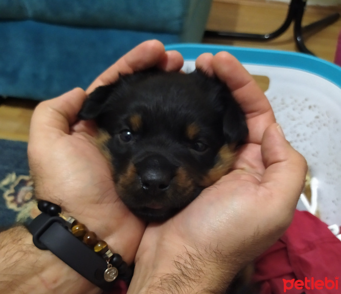 Rottweiler, Köpek  Pascal fotoğrafı