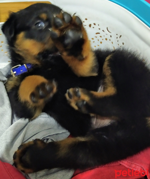 Rottweiler, Köpek  Pascal fotoğrafı