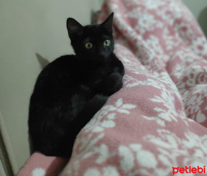 Bombay, Kedi  WEBO fotoğrafı