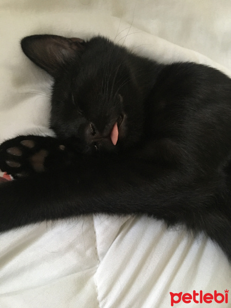 Bombay, Kedi  WEBO fotoğrafı