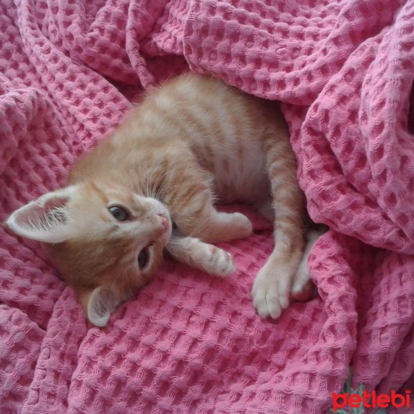 Sarman, Kedi  Tombik fotoğrafı