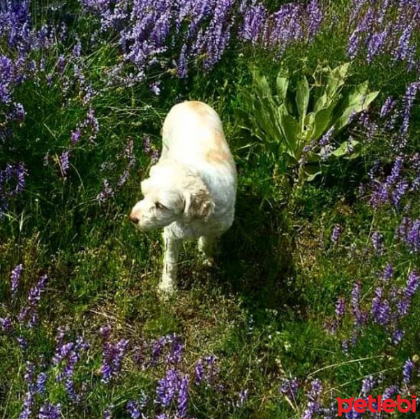 Tibet Terrieri, Köpek  Daisy fotoğrafı
