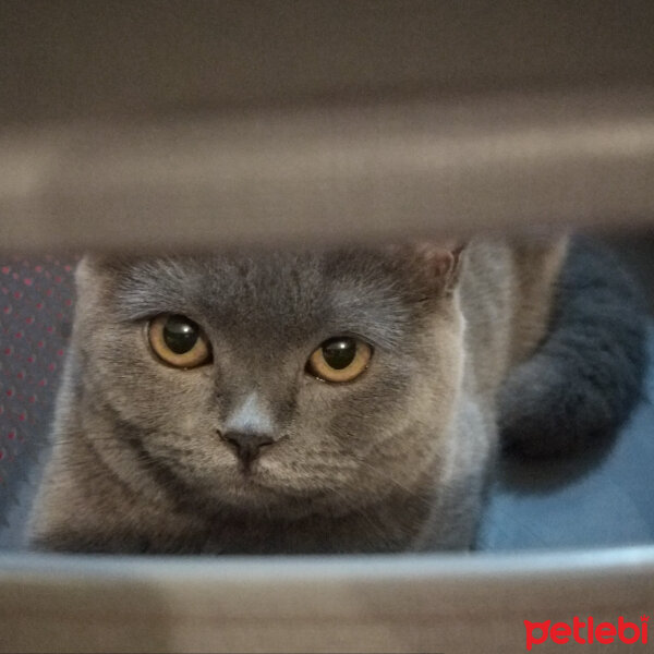 British Shorthair, Kedi  Çilek fotoğrafı