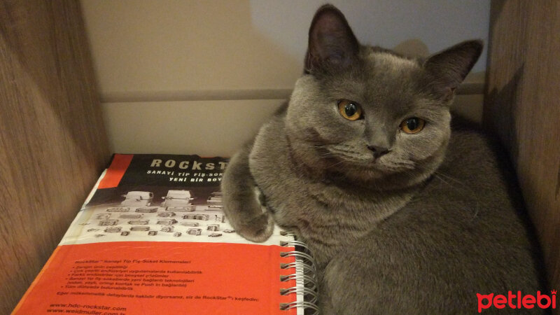 British Shorthair, Kedi  Çilek fotoğrafı