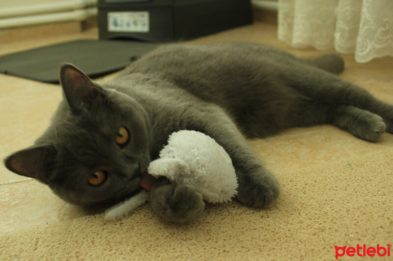 British Shorthair, Kedi  Çilek fotoğrafı