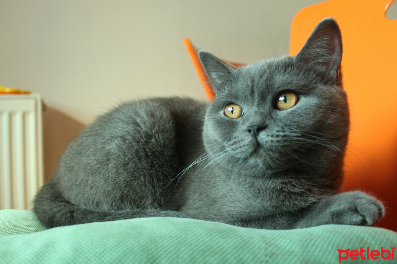 British Shorthair, Kedi  Çilek fotoğrafı