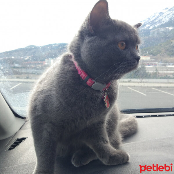 British Shorthair, Kedi  Çilek fotoğrafı