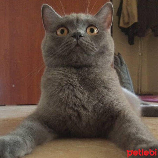 British Shorthair, Kedi  Çilek fotoğrafı