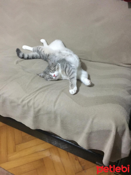 British Shorthair, Kedi  Yuki fotoğrafı