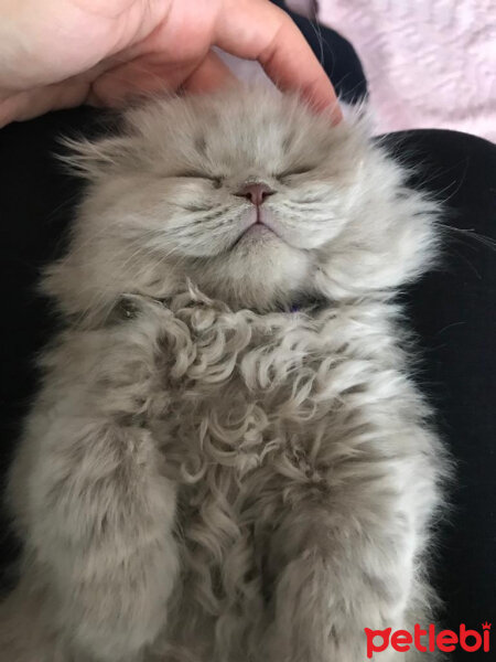 Scottish Fold, Kedi  Ponçik fotoğrafı