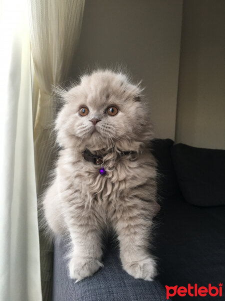 Scottish Fold, Kedi  Ponçik fotoğrafı