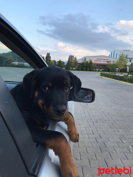 Rottweiler, Köpek  Ares fotoğrafı