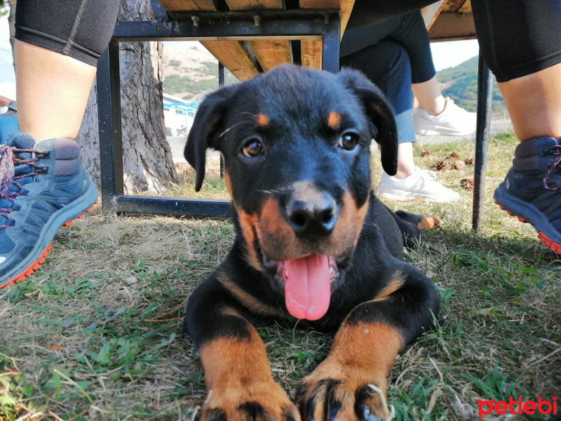 Rottweiler, Köpek  Ares fotoğrafı