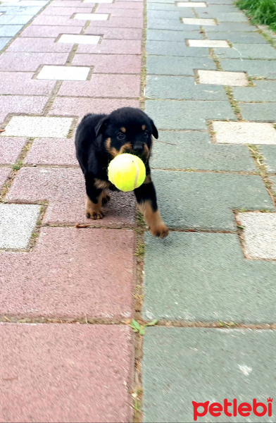 Rottweiler, Köpek  Ares fotoğrafı