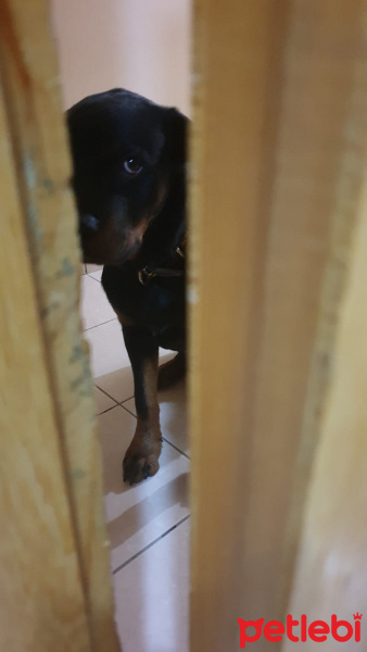 Rottweiler, Köpek  Ares fotoğrafı