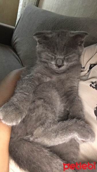 Scottish Fold, Kedi  Rıfkı fotoğrafı