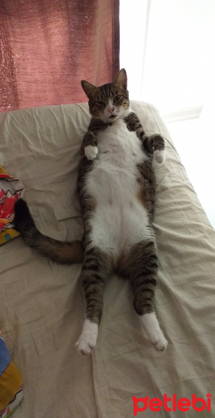 Tekir Kedi, Kedi  Şira fotoğrafı