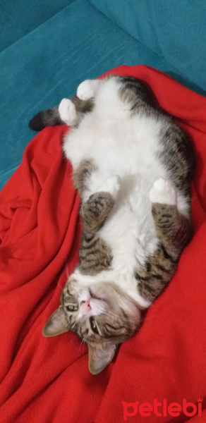 Tekir Kedi, Kedi  Şira fotoğrafı