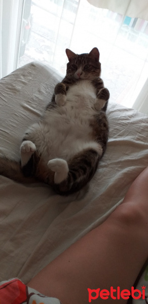 Tekir Kedi, Kedi  Şira fotoğrafı