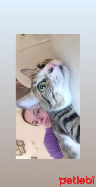 Tekir Kedi, Kedi  Şira fotoğrafı