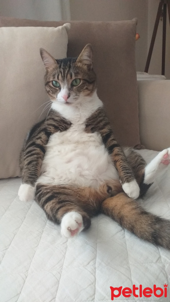 Tekir Kedi, Kedi  Şira fotoğrafı