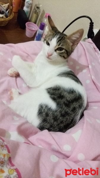Tekir Kedi, Kedi  Luna fotoğrafı