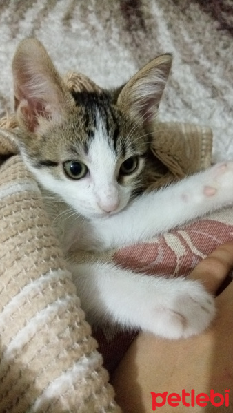 Tekir Kedi, Kedi  Luna fotoğrafı