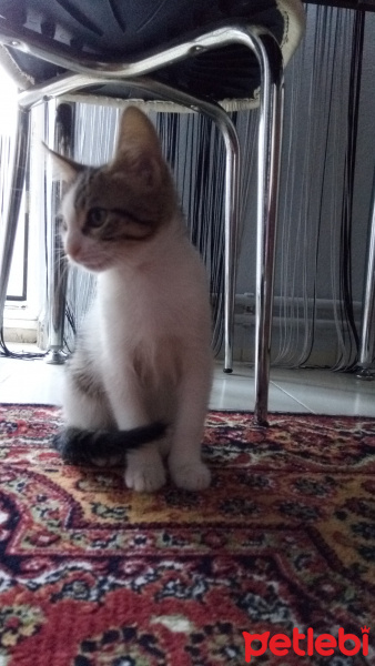 Tekir Kedi, Kedi  Luna fotoğrafı