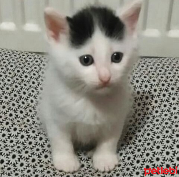 Tekir Kedi, Kedi  AmonRa fotoğrafı