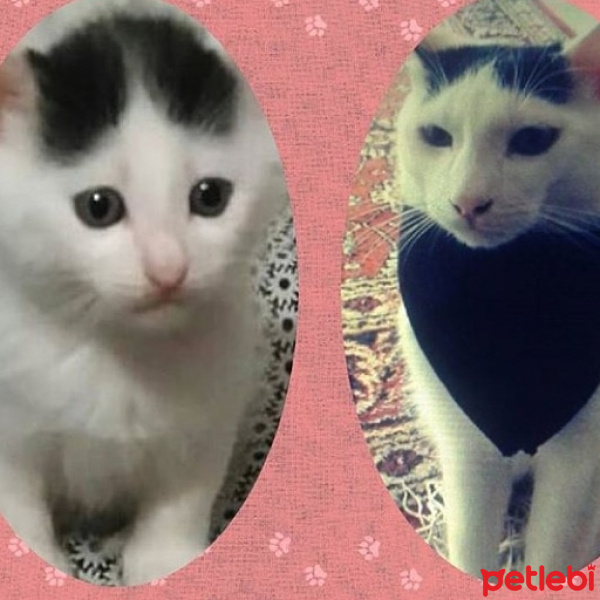 Tekir Kedi, Kedi  AmonRa fotoğrafı