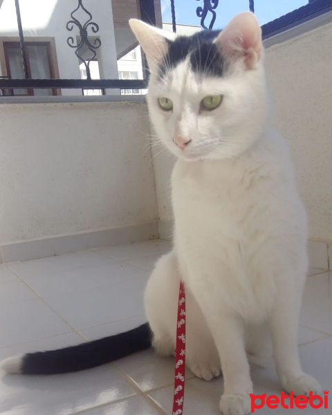 Tekir Kedi, Kedi  AmonRa fotoğrafı