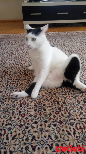 Tekir Kedi, Kedi  AmonRa fotoğrafı