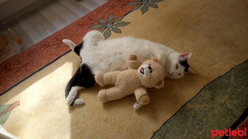 Tekir Kedi, Kedi  AmonRa fotoğrafı