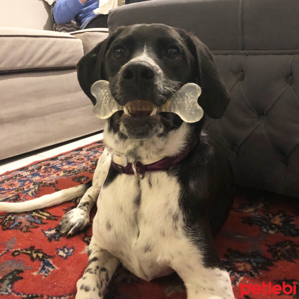 Pointer, Köpek  Finfirik fotoğrafı