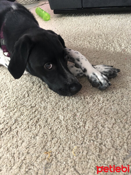 Pointer, Köpek  Finfirik fotoğrafı