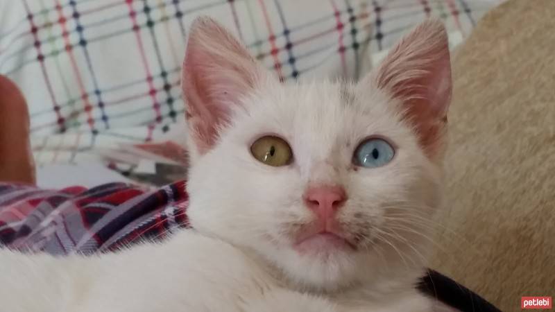 Van Kedisi, Kedi  İmroz fotoğrafı