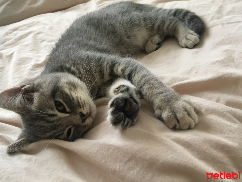 British Shorthair, Kedi  Hipokrat fotoğrafı