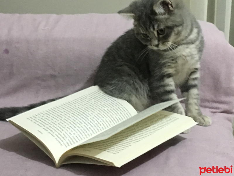British Shorthair, Kedi  Hipokrat fotoğrafı