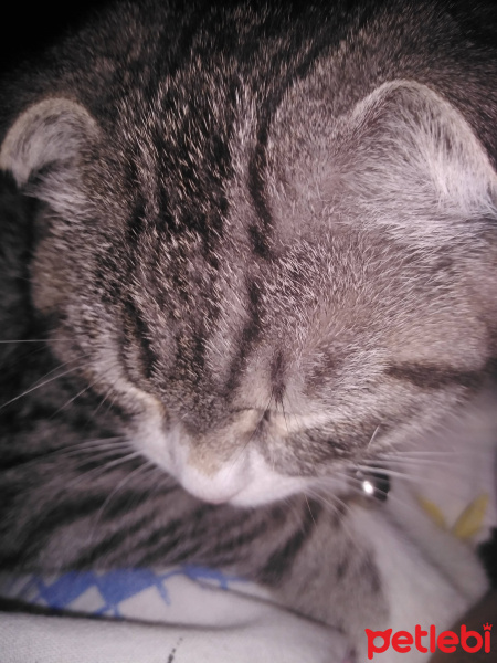Scottish Fold, Kedi  Hera fotoğrafı