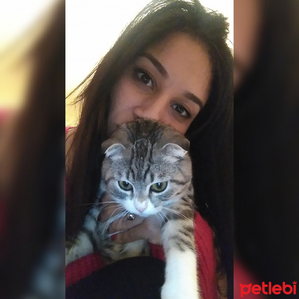 Scottish Fold, Kedi  Hera fotoğrafı